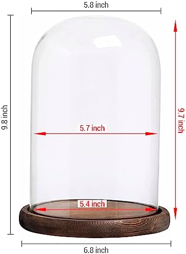 Bell Jar Glass Cloche with Rustic Wood Base 10 Inch Tall