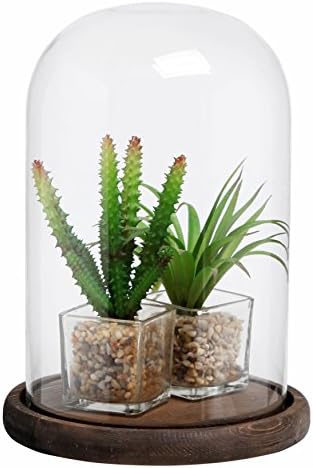 Bell Jar Glass Cloche with Rustic Wood Base 10 Inch Tall