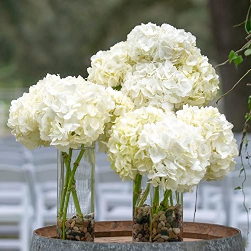 WDHODEC Cylinder Flower Vases 12PCS Hurricane Candle Holders Clear Glass Vase Set