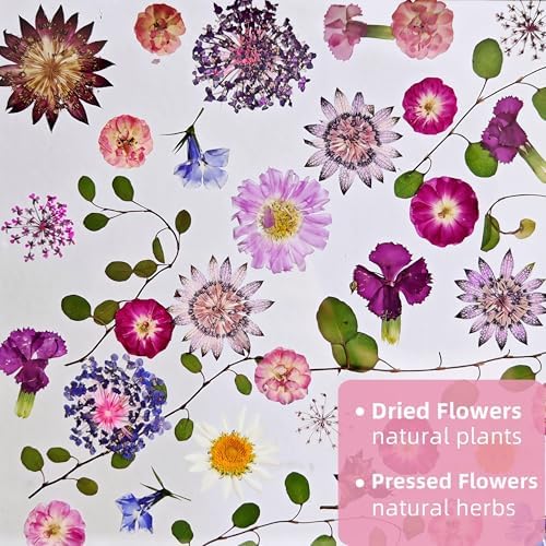 Pressed Flower Frame 85x85 Inch Handcrafted Wooden Double Glass with Real Wildflowers Purple