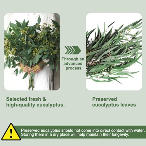 30 Pcs Natural Dried Seeded Eucalyptus Stems for Decor