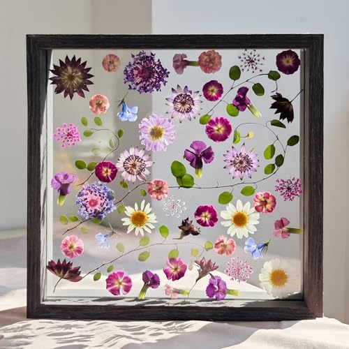 Pressed Flower Frame 85x85 Inch Handcrafted Wooden Double Glass with Real Wildflowers Purple