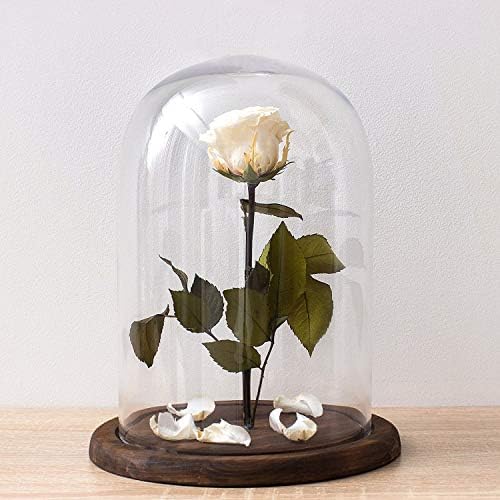 Bell Jar Glass Cloche with Rustic Wood Base 10 Inch Tall