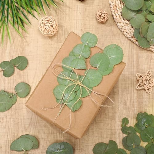 100 Pcs Natural Dried Eucalyptus Stems for Vase Fillers and DIY Crafts