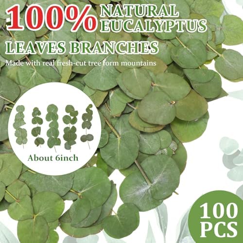 100 Pcs Natural Dried Eucalyptus Stems for Vase Fillers and DIY Crafts