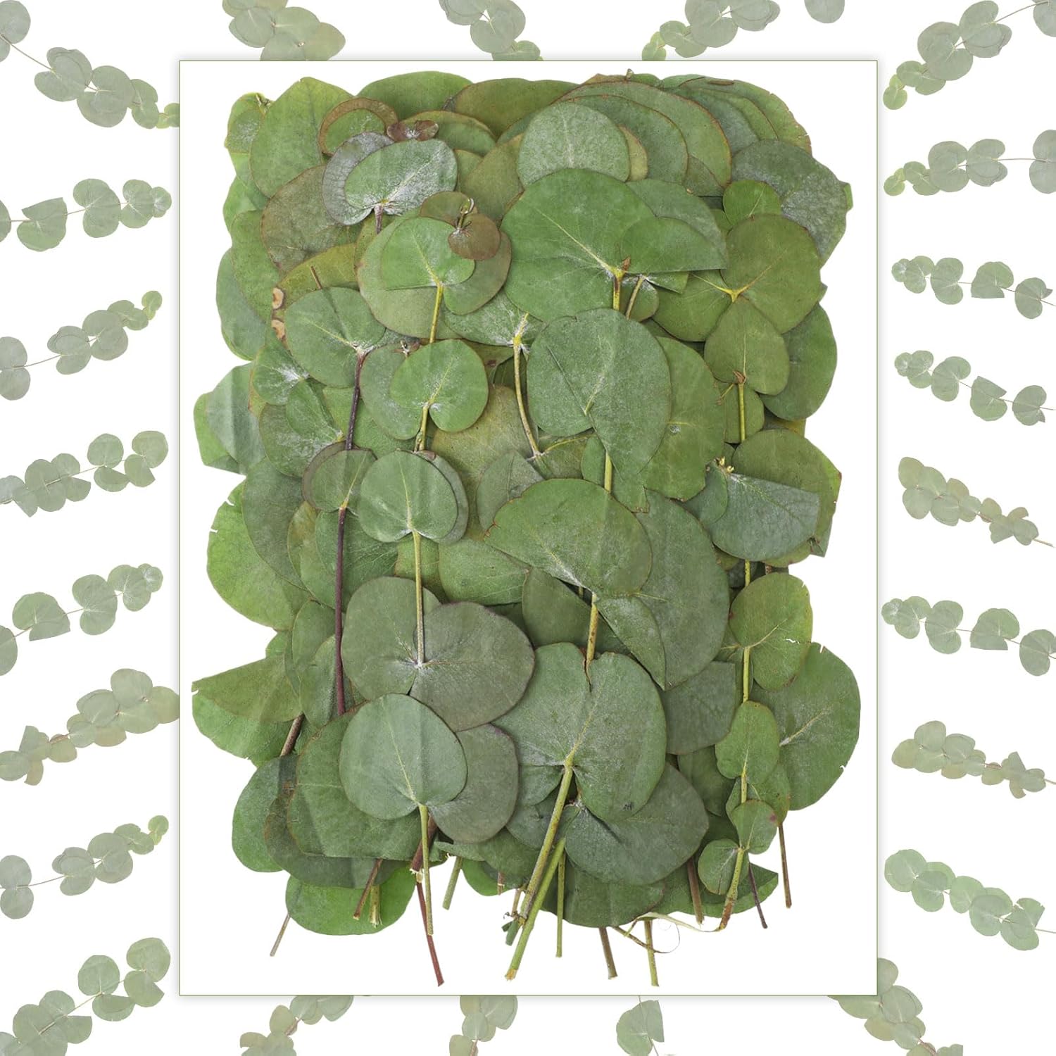 100 Pcs Natural Dried Eucalyptus Stems for Vase Fillers and DIY Crafts