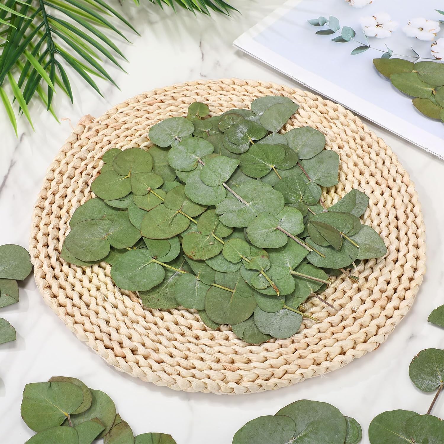 100 Pcs Natural Dried Eucalyptus Stems for Vase Fillers and DIY Crafts