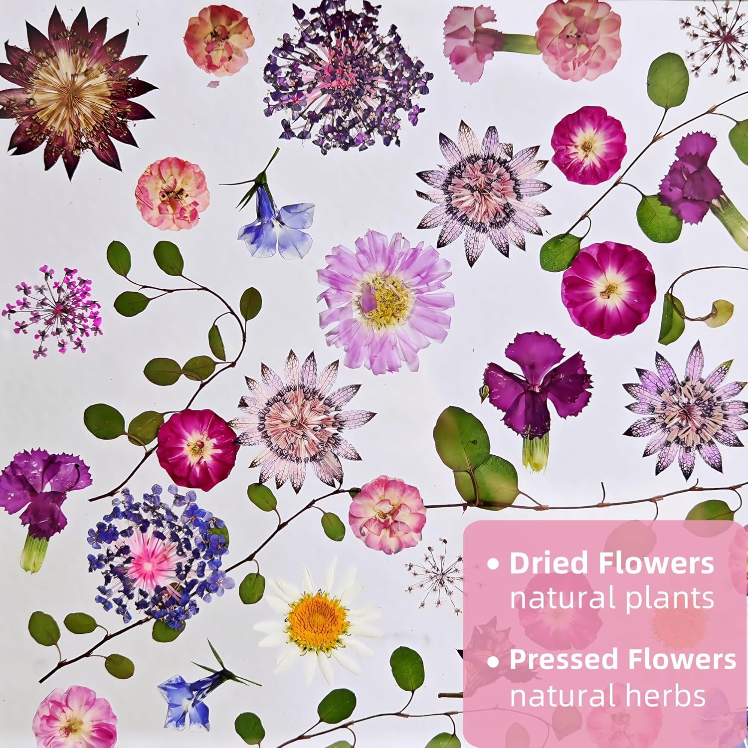 Pressed Flower Frame 85x85 Inch Handcrafted Wooden Double Glass with Real Wildflowers Purple