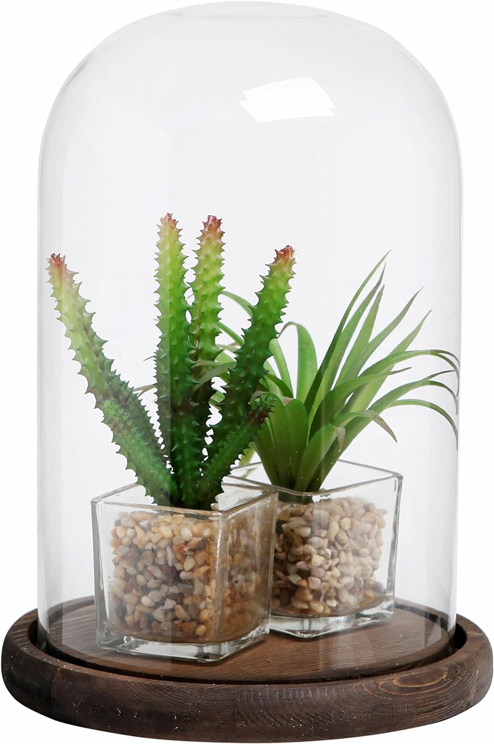 Bell Jar Glass Cloche with Rustic Wood Base 10 Inch Tall